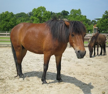 野間馬　（野間馬保存会提供）