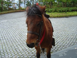 野間馬3