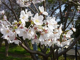 桜