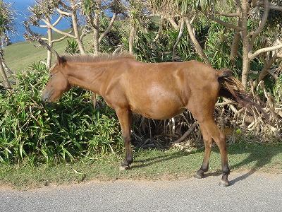 与那国島の馬