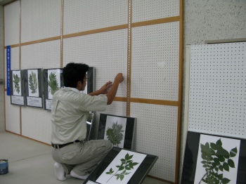 植物標本の展示作業