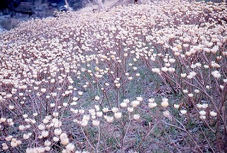 花盛りの三椏