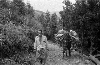 馬で荷物を運ぶ