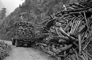 木材を運搬するトラック
