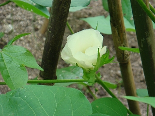 棉の花