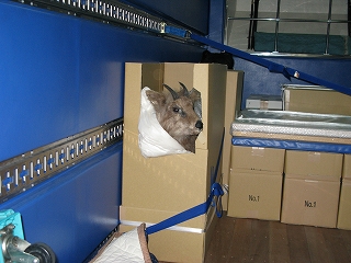 つぶらな瞳がみつめます。
