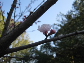 杏の花咲きました 2012年3月26日 005