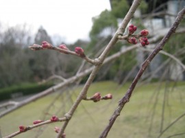 歴博の春 2012年3月22日 012