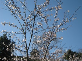 桜満開です2012年4月6日 008