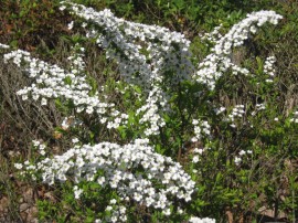 桜咲きました 2012年4月1日 027