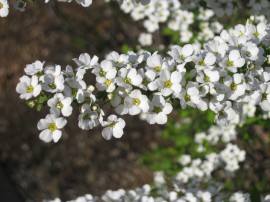 何のお花?