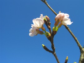ピロティー桜(ソメイヨシノ)2