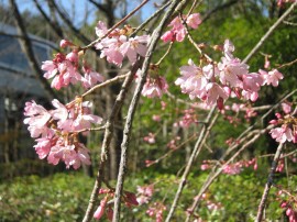 しだれ桜